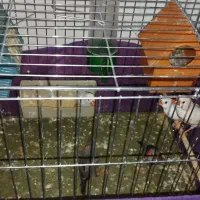 فنچ مولد و تخم گذار و مرغ عشق انگلیسی اصل|پرنده|کرمان, |دیوار