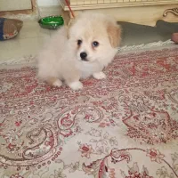 سگ پامر نر|سگ|رودسر, |دیوار