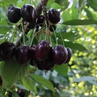 نهالستان بهاری کهریز|خدمات باغبانی و درختکاری|انزل, |دیوار