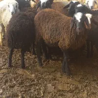 بره‌نراصیل