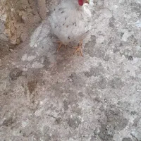 تخم مرغ گلین نطفه دار|حیوانات مزرعه|ری, ظهیرآباد|دیوار