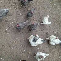 مرغ خروس امروک