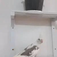 عروس هلندی جوجه وبالغ