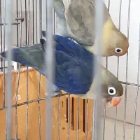 جفت مولد پاربلو رنگ خاص