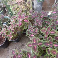 فروش گل حسن یوسف محلی|گل و گیاه طبیعی|برازجان, |دیوار