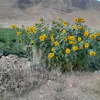 فروش چاه کشاورزی روستای مورچگان