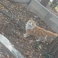 گربه خونگی خیلی خوشگل و ملوس