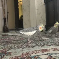 دو تا عروس هلندی نر شیطون