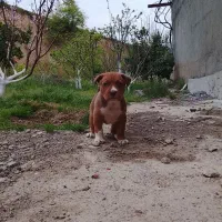 سگ پتبول ماده