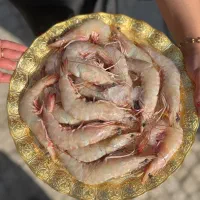 ارسال ماهی و میگو صید روز