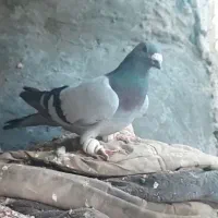کفتر بوم|پرنده|مشهد, ایوان|دیوار
