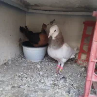 کله هما نر با ارشینگل