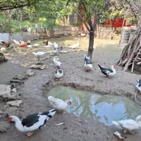 اردک نر و اردک مادر اسرائیلی