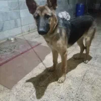 فروش یک سگ ژرمن|سگ|زنجان, |دیوار