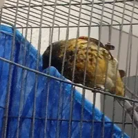 تعدادی گلبسر مست ویک عدد قناری نرسرخ|پرنده|شیراز, شهرک بهار|دیوار