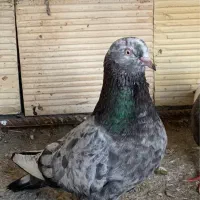 کبوتر