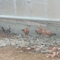 خروس و جوجه