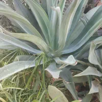 فروش گل|گل و گیاه طبیعی|شیراز, کیان شهر|دیوار