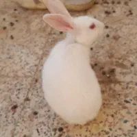 خرگوش اهلی