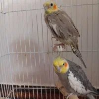 فروش یک جفت عروس هلندی