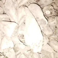 چغندر قیمت مناسب برای دام نصف قیمت کاه