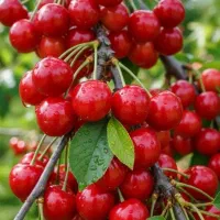 نهال‌ تضمینی آلبالو‌ مجلسی پیوندی گلکده گل‌ نرگس