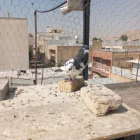 یال سیاه گلدار|پرنده|شیراز, شریفآباد|دیوار
