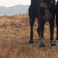 توله قدرجونی