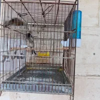 گلبسر نر دوعدد سالم سرحال