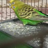 مرغ عشق نر جوان