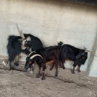 دوتا بز ،با یک پازن