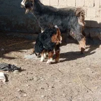 با سلام بزغاله ماده و یک بززایمان کرده|حیوانات مزرعه|لاجان, |دیوار