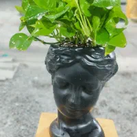 فروشنده در گلخانه گل و گیاه آپارتمانی