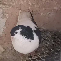 کفتر|پرنده|اسفراین, |دیوار