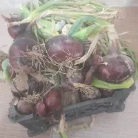 بذر پیاز قرمز