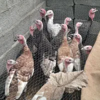 بوقلمون