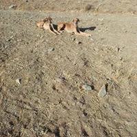 سلام واگذاری دوتا تول تازی