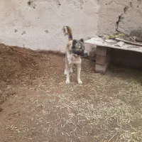 سراب دولت اباد