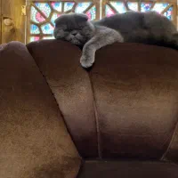 گربه اسکاتیش فولد|گربه|گرگان, |دیوار