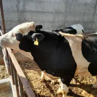 فروش گوساله نر