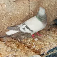 کفتر اتیغه|پرنده|شیراز, نارنجستان|دیوار