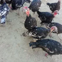 آقای پوریا|پرنده|دیشموک, |دیوار