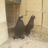 یک جفت قره اغگویروخ