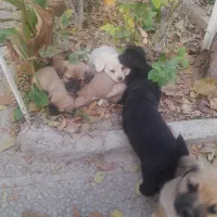 چند عدد اشپیز پا کوتا مو کوتا ۲ مایه|سگ|شهریار, شهریار|دیوار