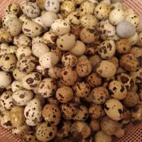 تخم نطفه دار و خوراکی بلدرچین باسایز و کیفیت بالا|خوردنی و آشامیدنی|کاشان, بازار کاشان|دیوار