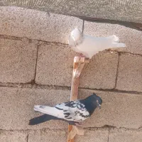فروش کبوتر