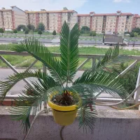 گل سیکاس طبیعی و گلهای دیگر