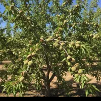 درخت بادام تونو ،نهال بادام تونو ،گلخانه نهالستان