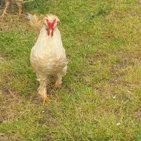 خروس کاکل دار پامودار