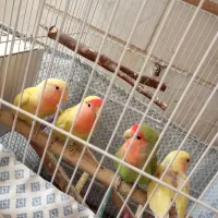 طوطی برزیلی